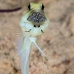 jawfish_yellowhead_bcf_nwp_v_0320_tci2248.jpg